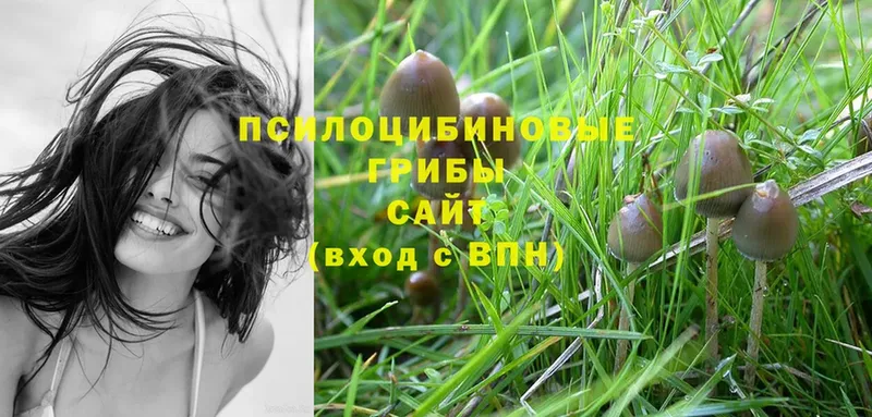 Псилоцибиновые грибы Psilocybine cubensis  omg онион  Киреевск  купить  цена 